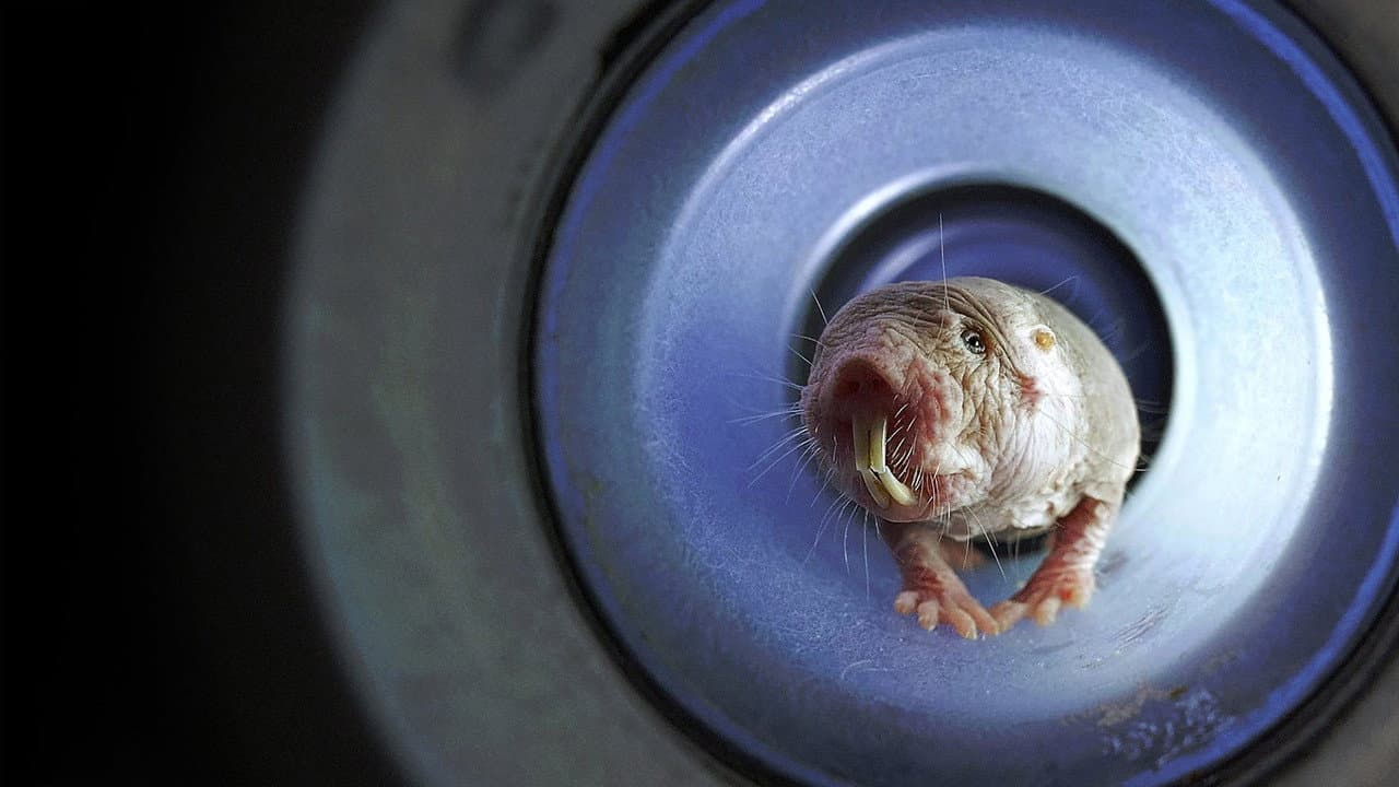 Naked Mole Rats