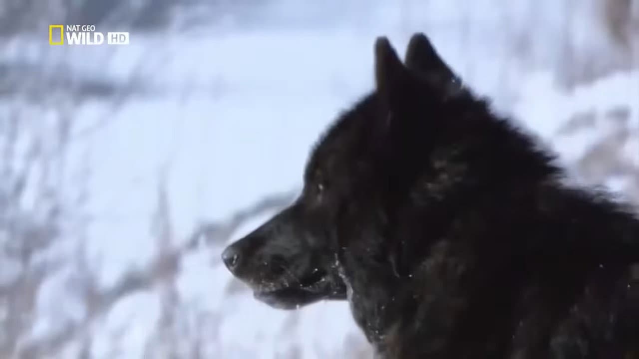 The Rise of Black Wolf