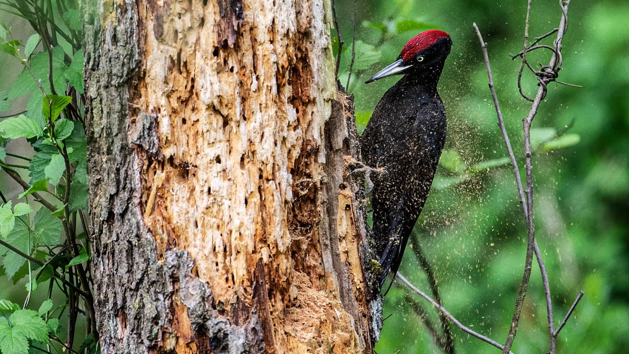 Knock knock – a Woodpeckers world