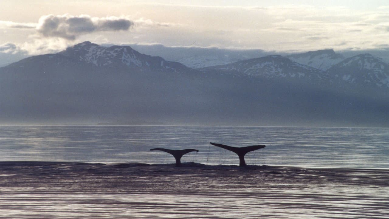 A Life Among Whales