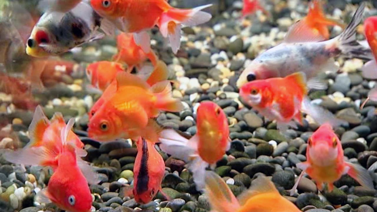Blue Planet Easy Fishkeeping