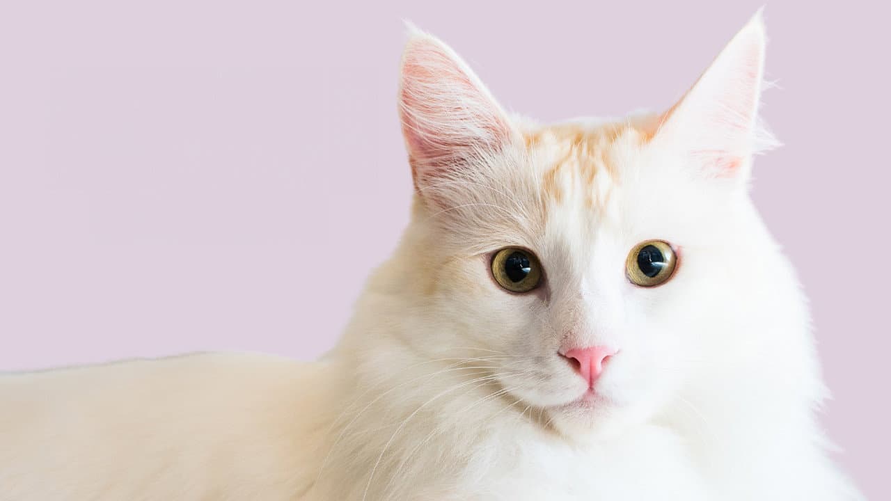 Catwalk 2: The Comeback Cats