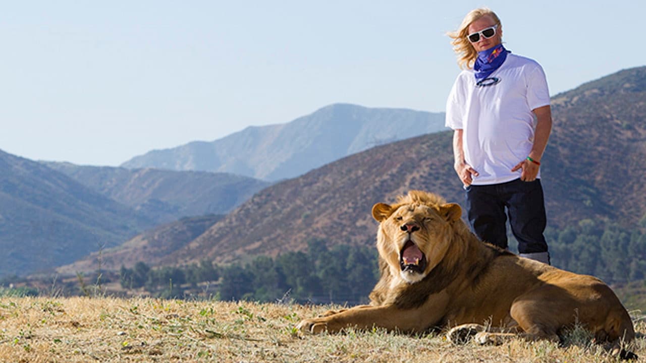 Like A Lion