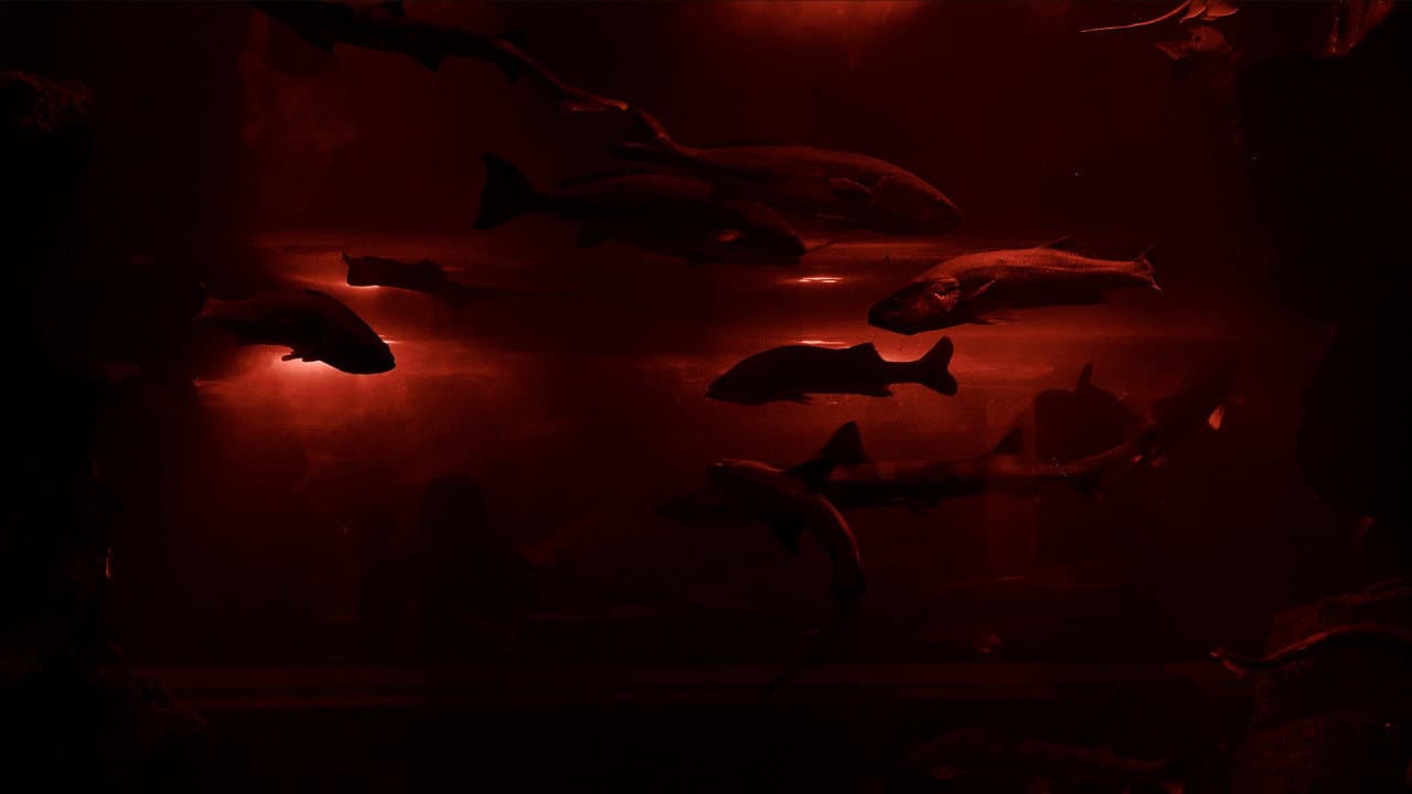 Red Wave
