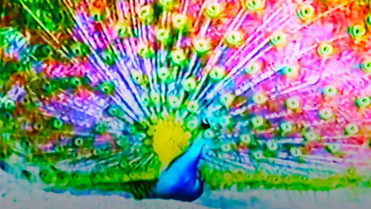 Afraid of Peacock