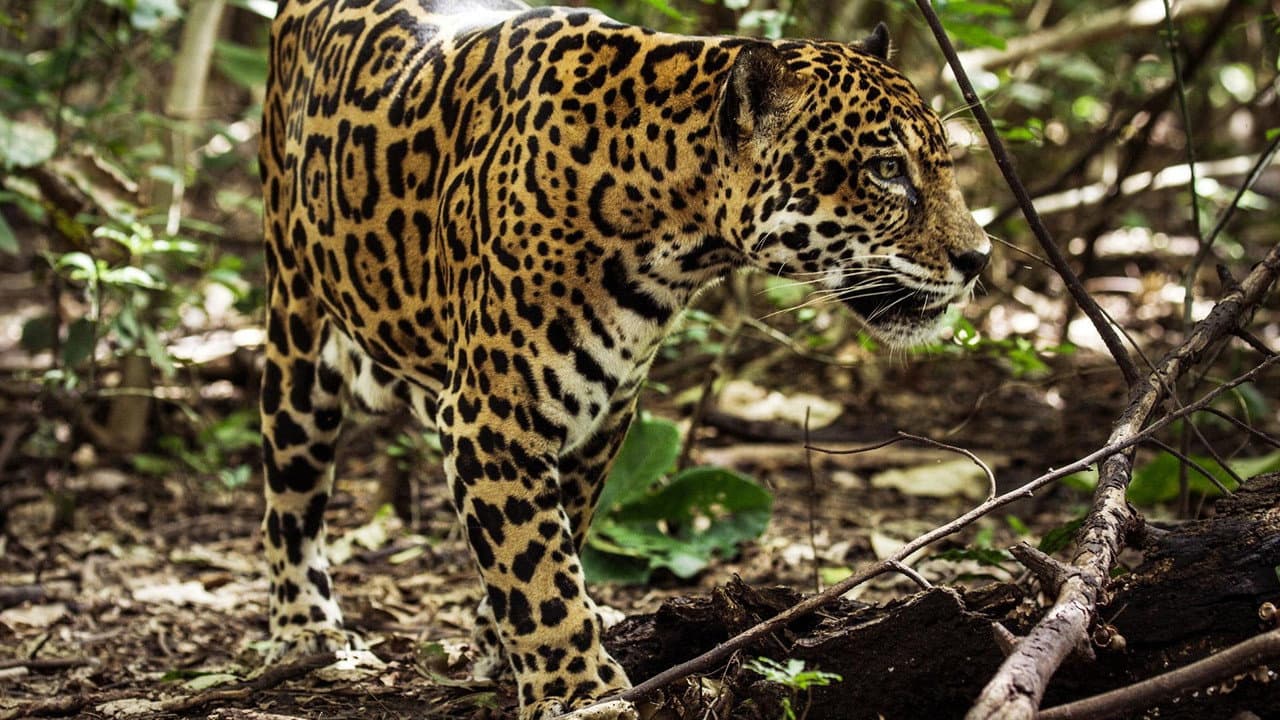 Jaguar Beach