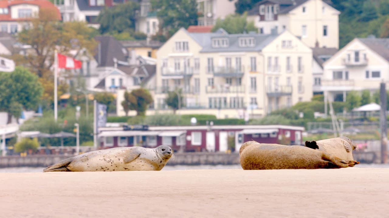Hamburg Unleashed: Wildlife in the City