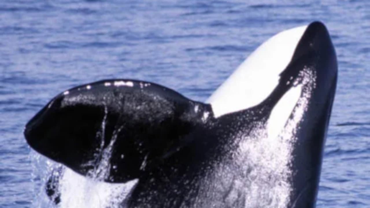 Secret Killers of Monterey Bay