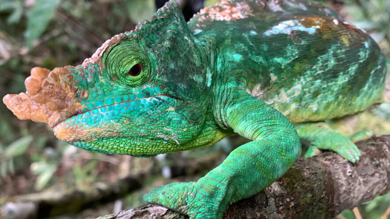 Unbekanntes Madagaskar
