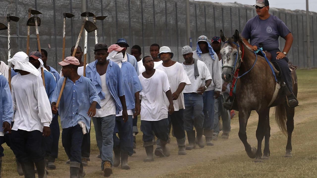 The Farm: Angola, USA