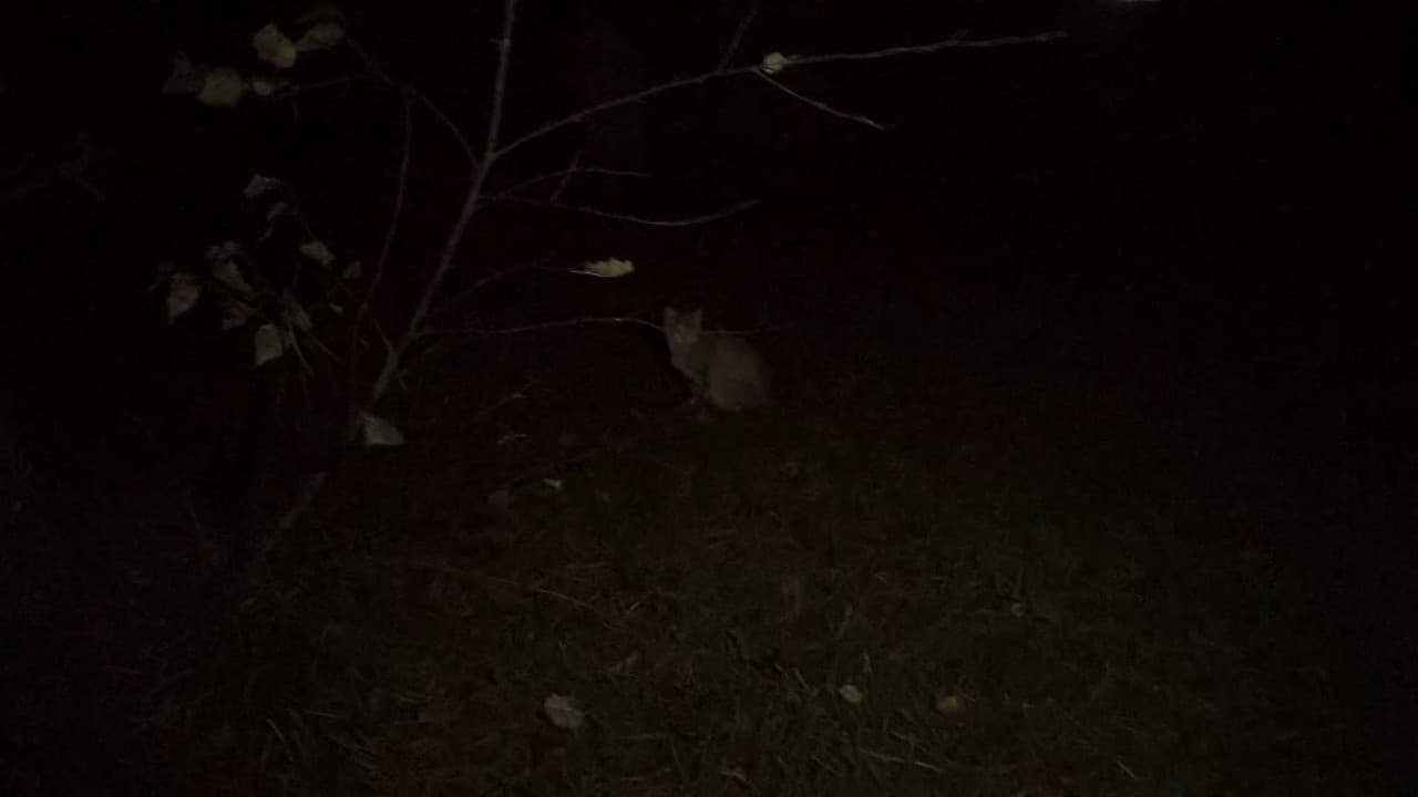 Marshmallow of Death