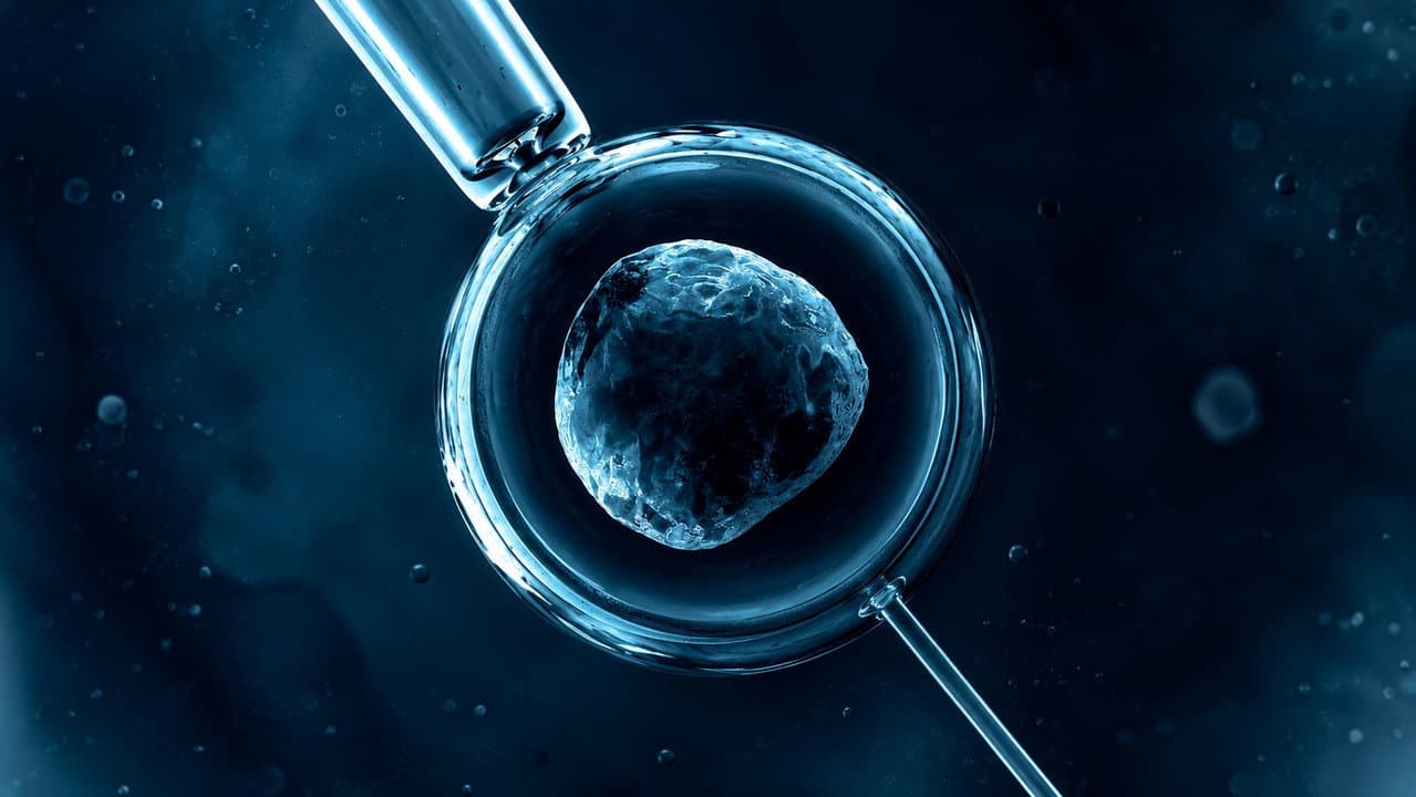 The Seed