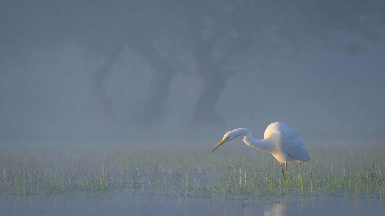 Wild Delta
