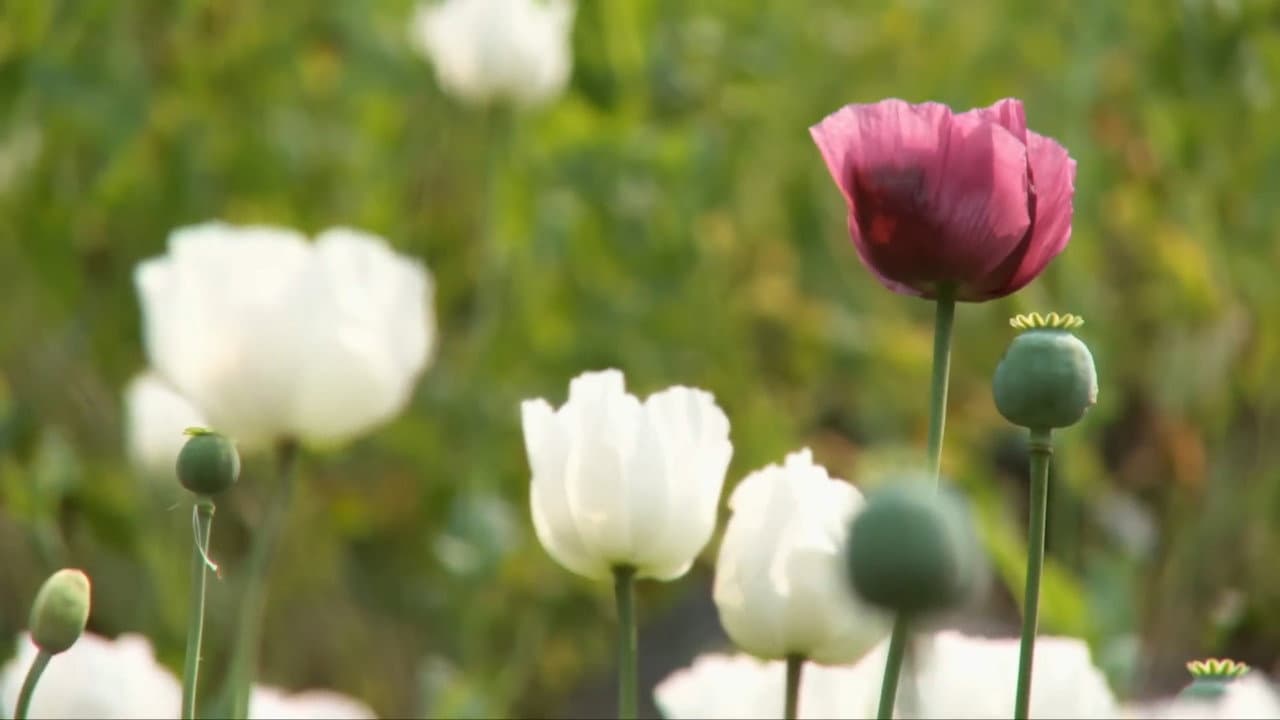 Raw Opium