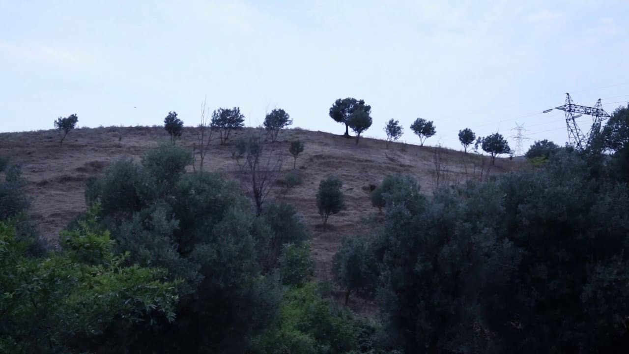 And Kiarostami Goes On