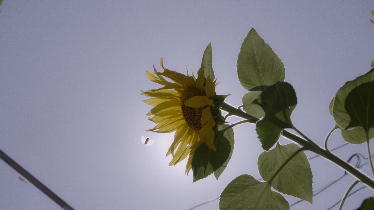 The sunflowers house