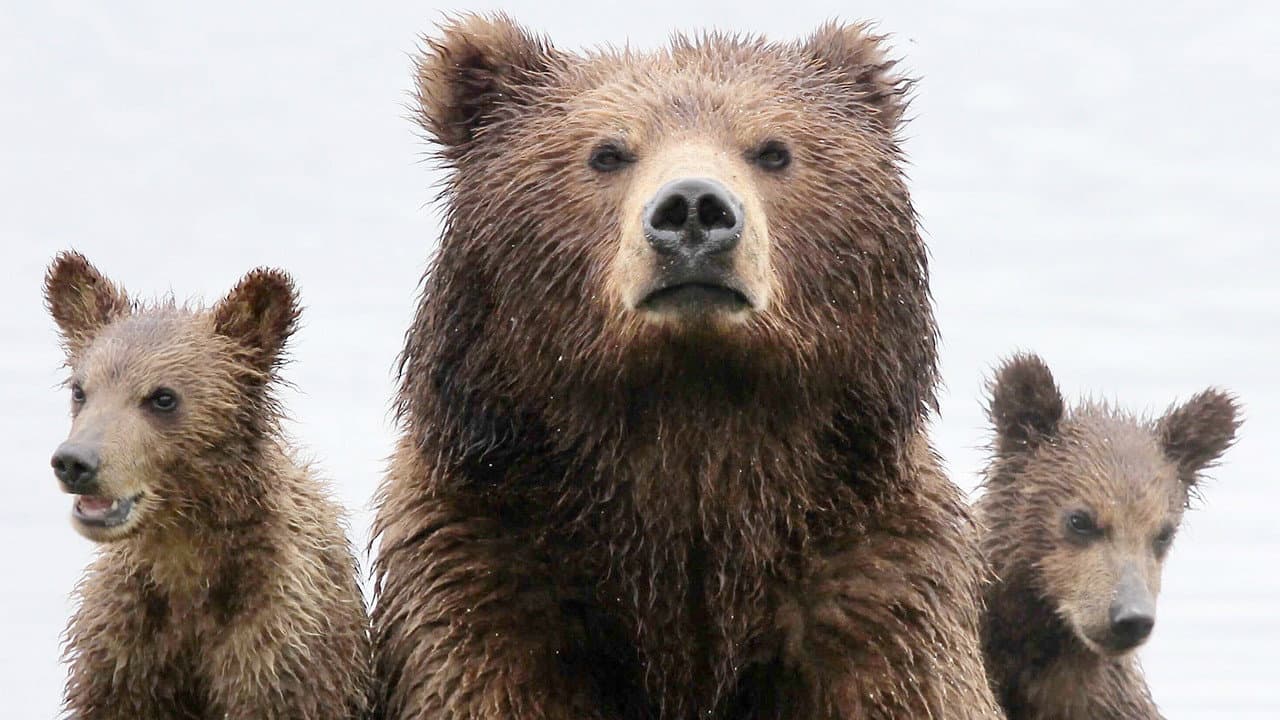 Bearland