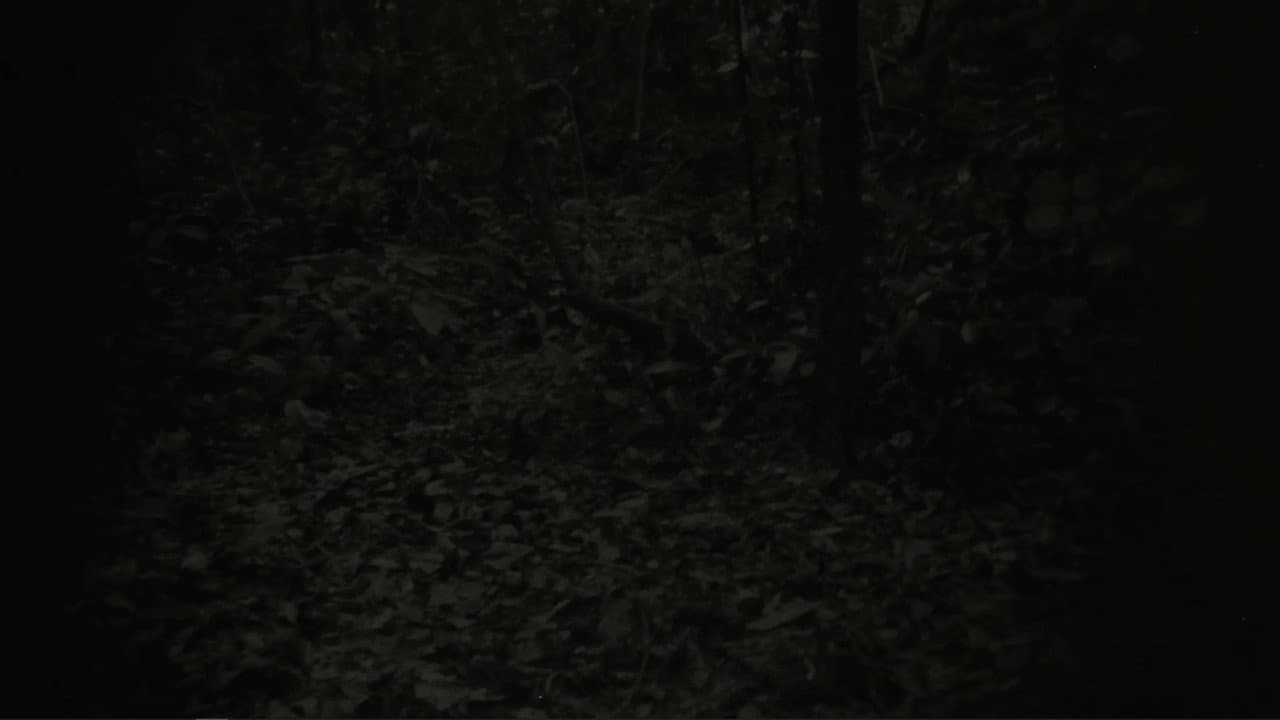 They Can Be Seen From A Distance