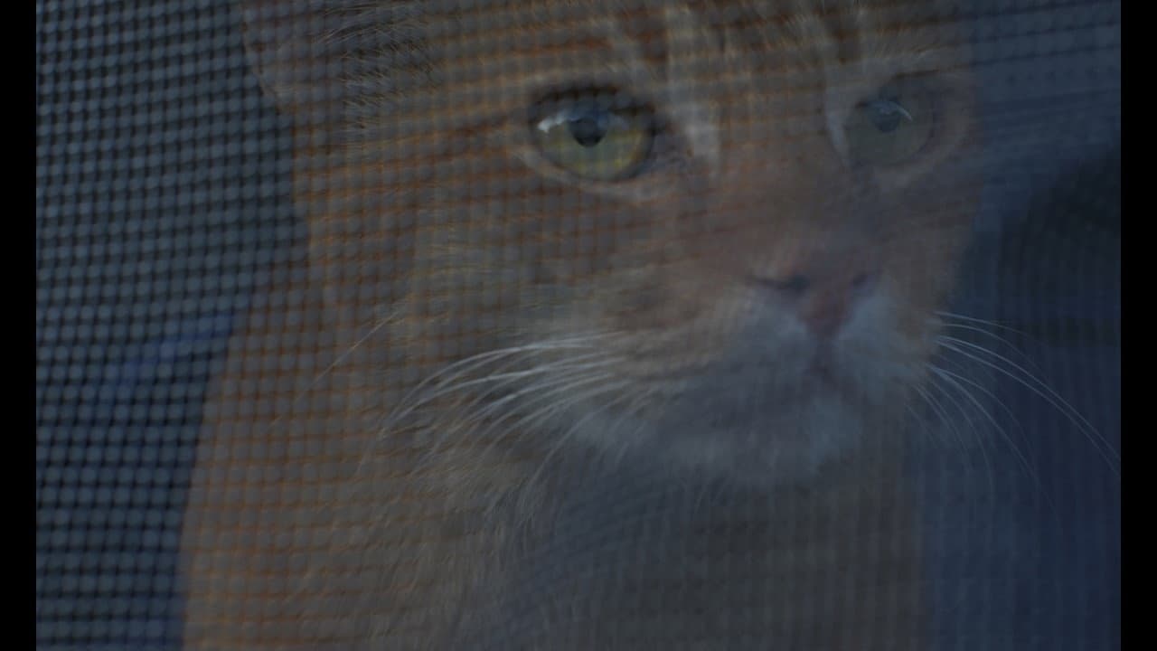 A Stray in the Alley