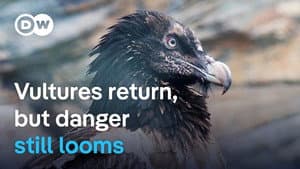 The return of vultures to Europe