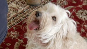 Making Dogs Happy (Part 2)