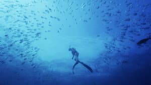 The Sub-Tropical Zone