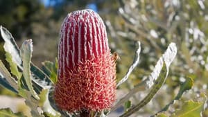 Episode 16 Banksia, Soil, Habitat, Matthew Evans & Budget