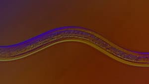 Nematodes: The Worm That Sculpted The World