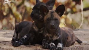 The wild dogs