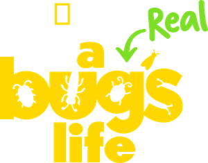 A Real Bug's Life