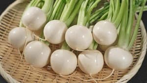 Turnip