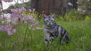 Odawara: Cats in Pubs and Cafes