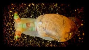 Disco Snails & Bobbit Worms