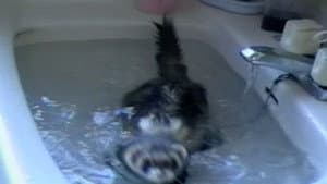 Sink or Swim