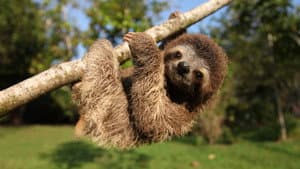 Nature’s Miracle Orphans: Second Chances