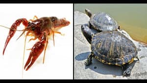 Japan Bans Trade of Invasive Crayfish and Turtles