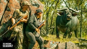 Buffalo hunt & meat harvest