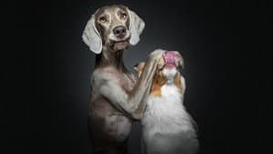 Dog Portraits