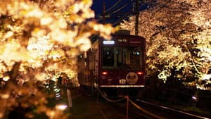 Spring in Kyoto: A Trip on a Little Local Train