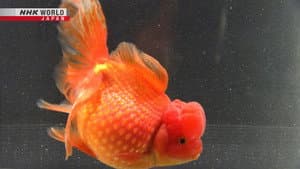 Goldfish