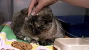 Miracle Cat