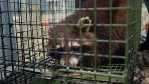 Raccoons Invade Europe