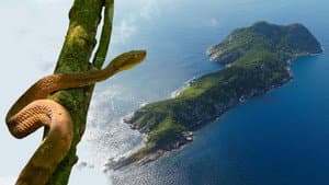Snake Island