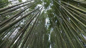 Bamboo