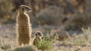 Meerkat