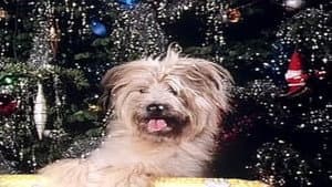 A Christmas For Boomer II