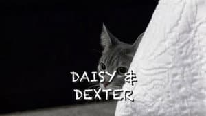 Stalking Miss Daisy