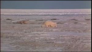 Problem Bears of the North