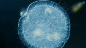 Heliozoa: Round, Sticky, and Covered in Spikes