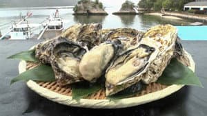 SPRING OYSTERS